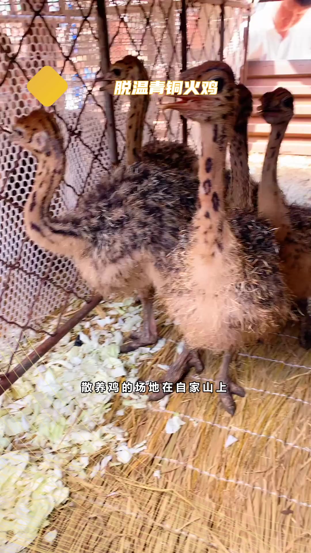 脱温尼古拉火鸡