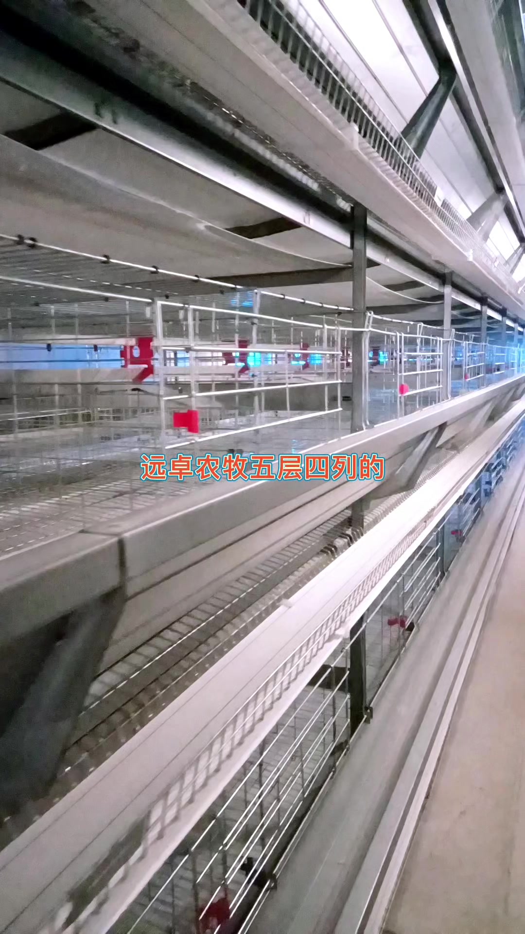 层叠式蛋鸡养殖笼相关尺寸,了解一下!