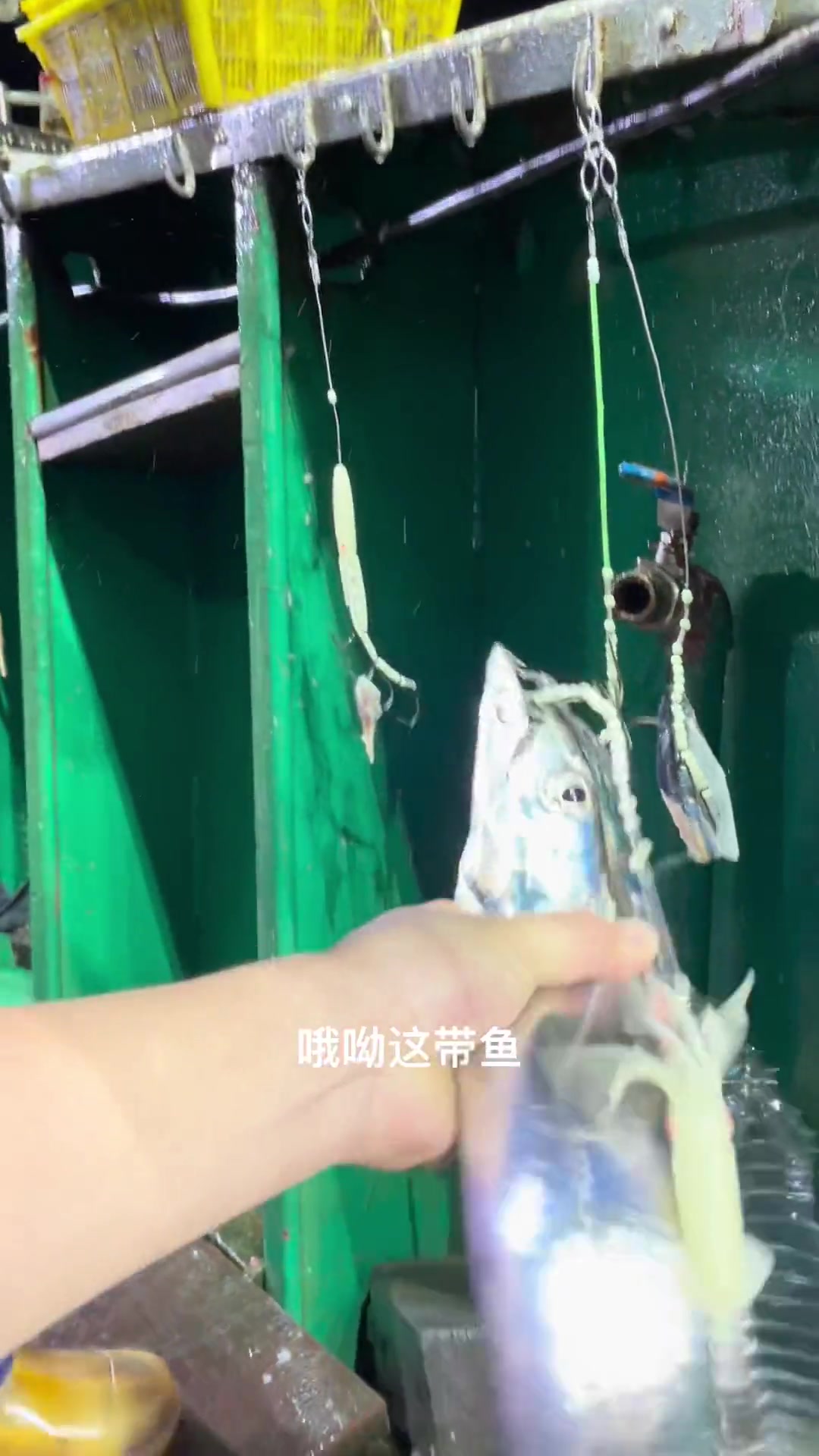 活带鱼 大货不多速来围观 海钓带鱼