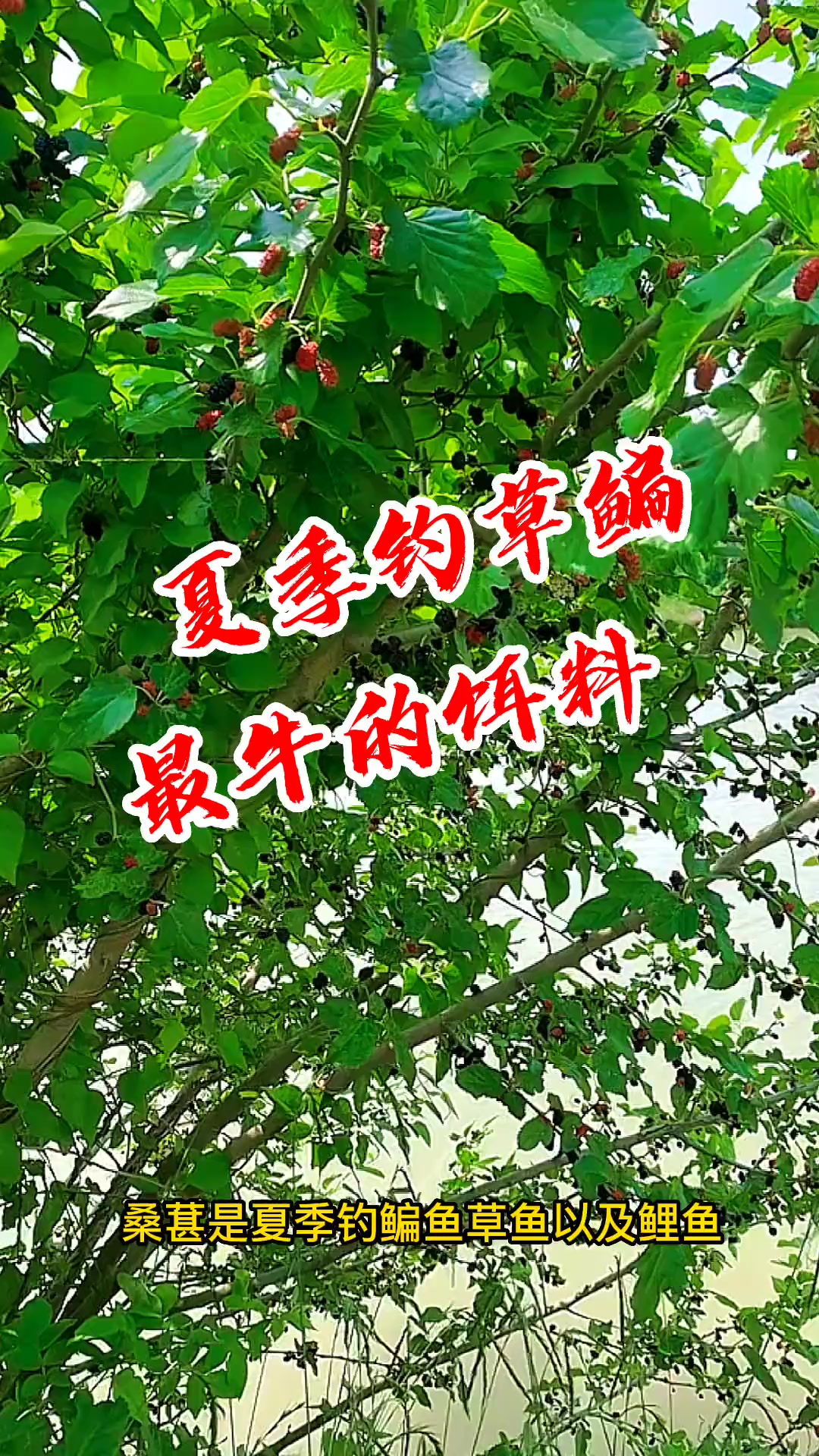 桑葚是夏季钓鳊鱼、草鱼以及鲤鱼最牛的饵料!在桑树下挂 桑葚钓