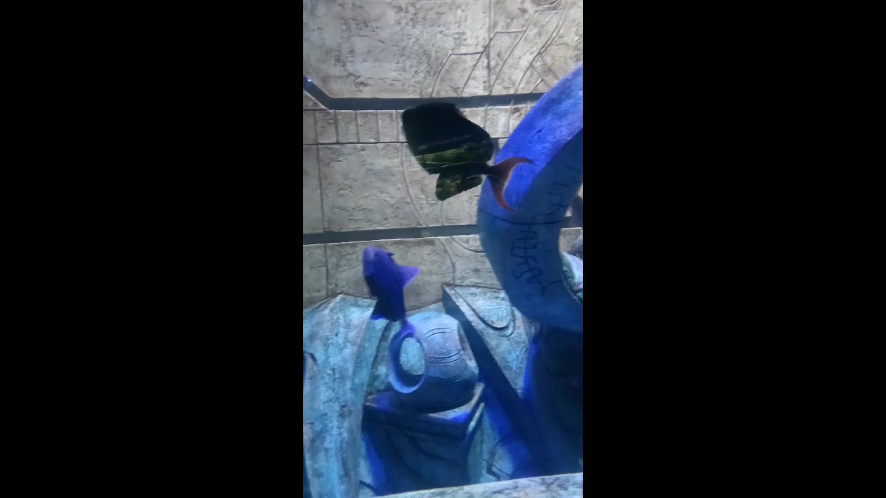 三亚亚特兰蒂斯海洋世界魔鬼炮弹鱼!