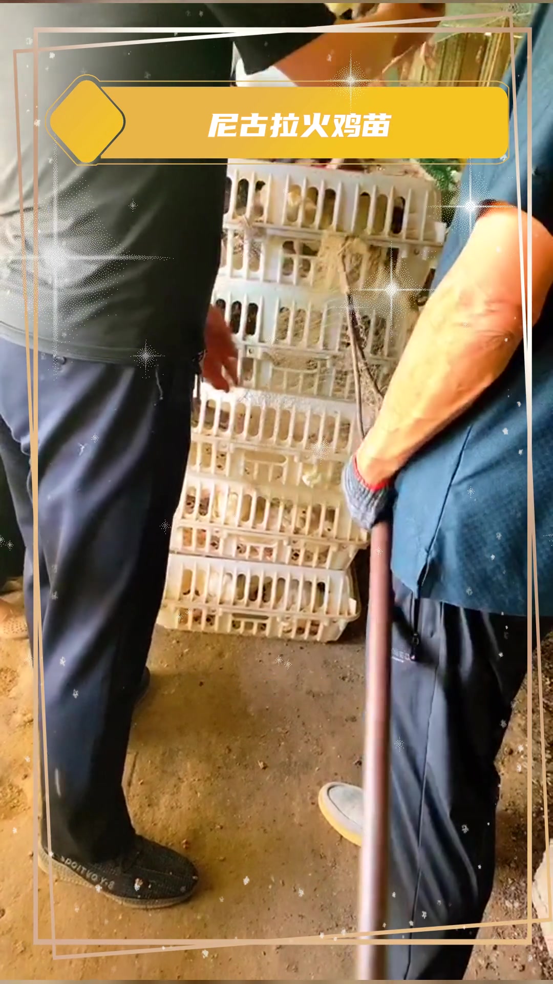 脱温尼古拉火鸡