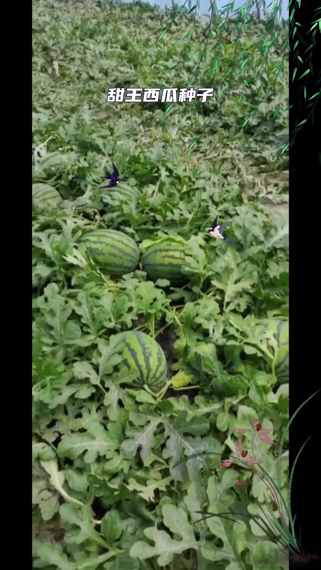 双红518甜王在同类早熟甜王中属于比较稳产高产的品种,单瓜重9-10kg,大瓜13k