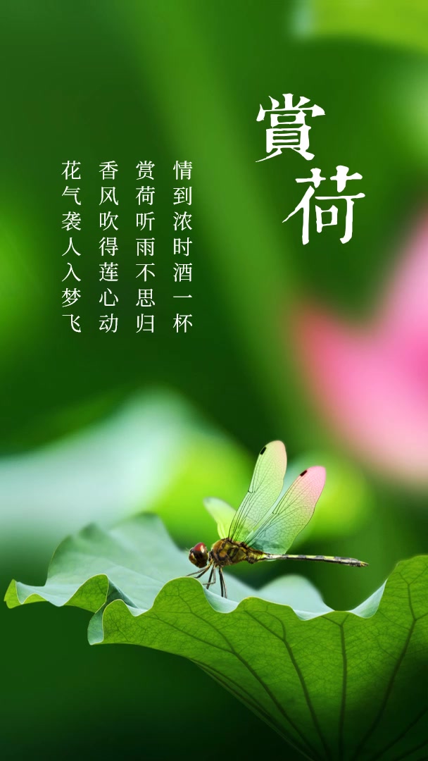 描写荷花的唯美诗句