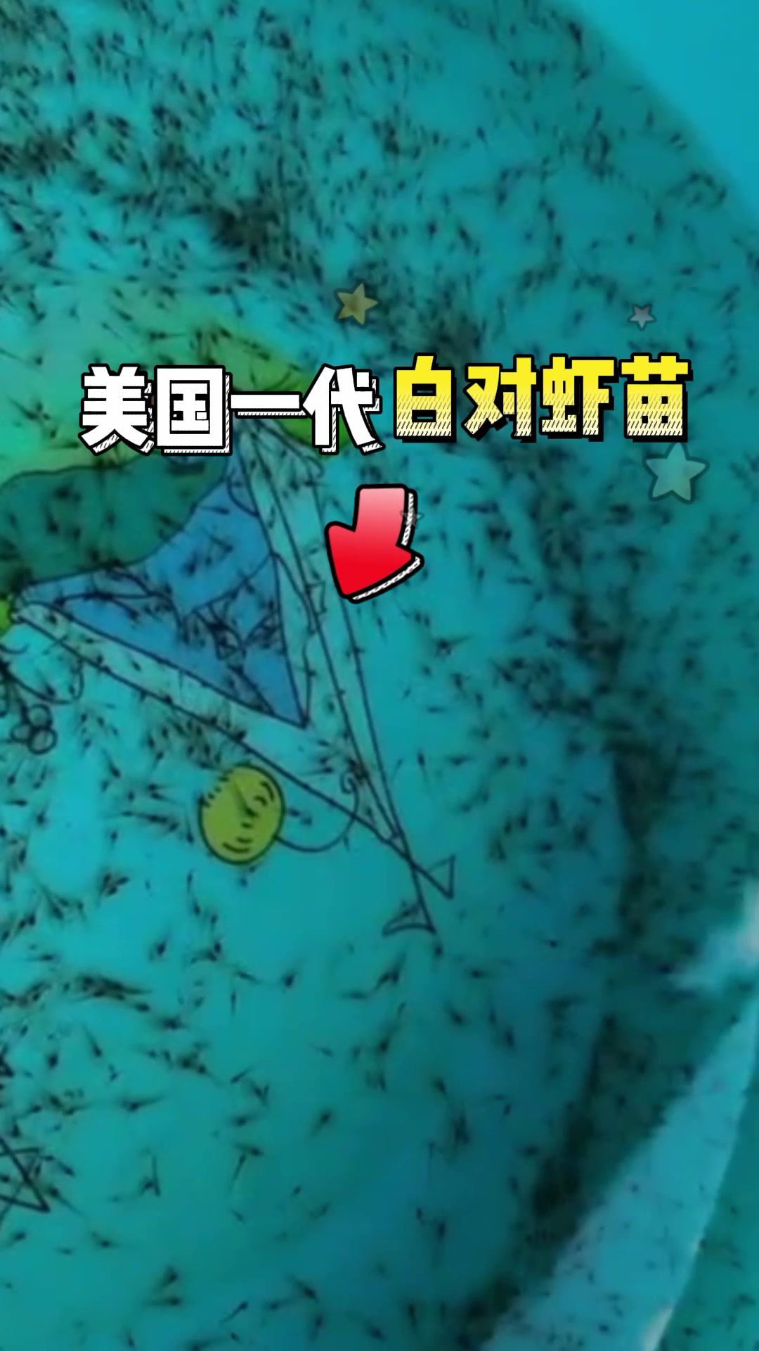 福建南美白对虾苗厂家 江苏南美白对虾苗厂家 山东南美白对虾苗厂家