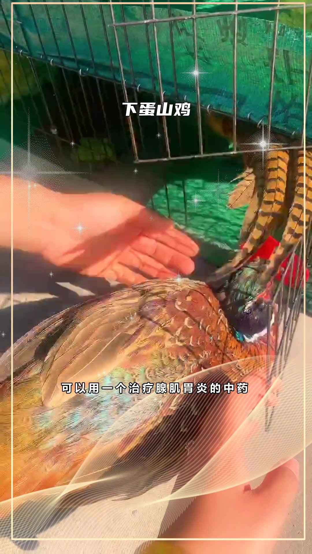 山鸡母鸡