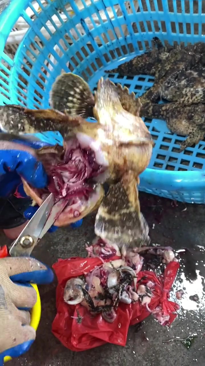 海钓虎鱼这鱼炖汤一绝