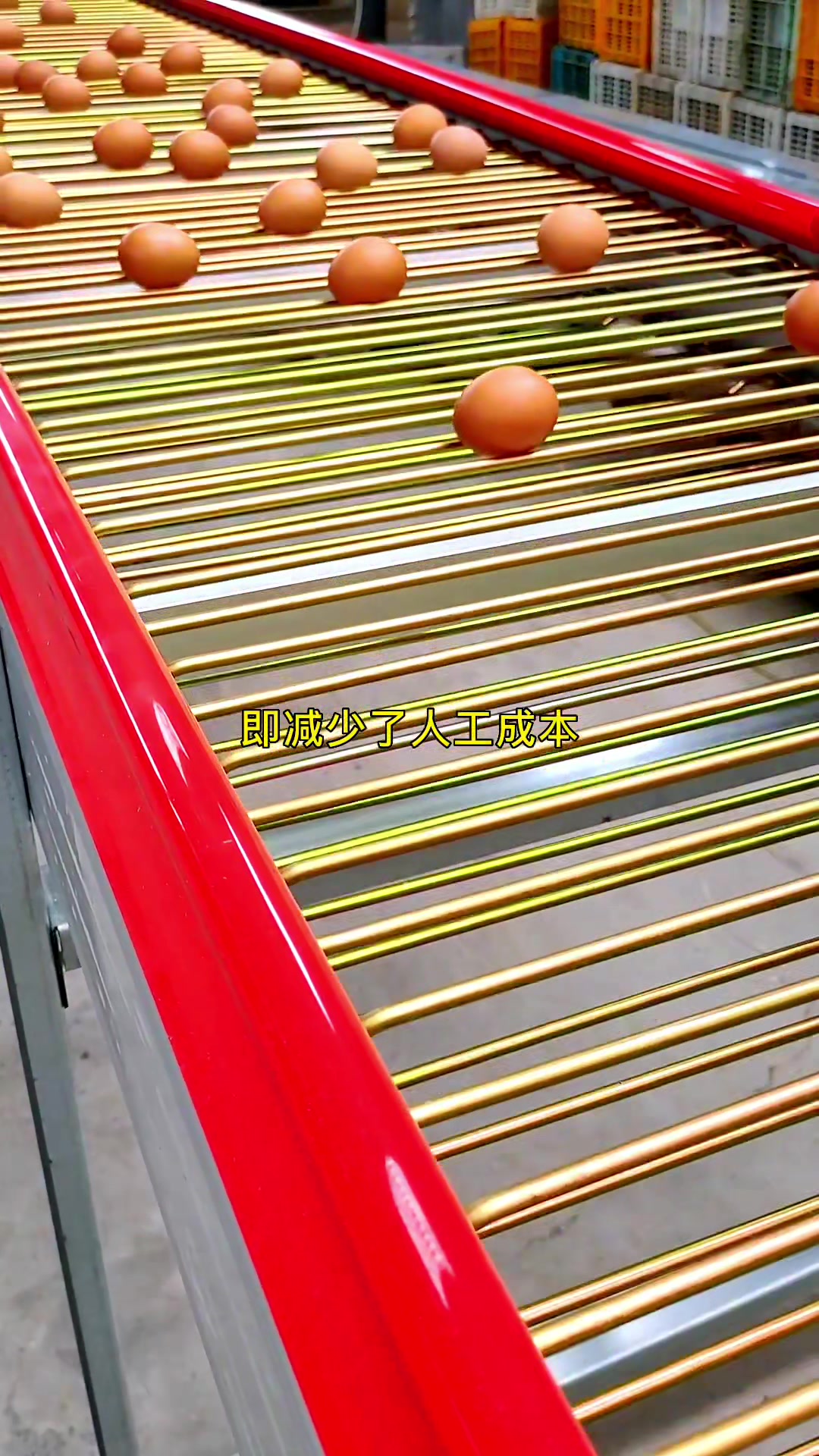层叠式蛋鸡养殖笼,配有电动观察车以及自动捡蛋系统!