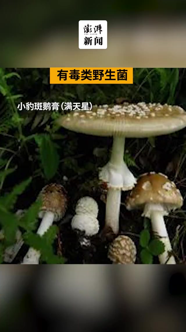 云南官方再次发布常见毒菌图鉴:剧毒菌炒熟煮透不能破坏毒素