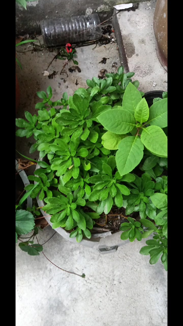 盆栽各种实用的中草药又能吃又能做药的