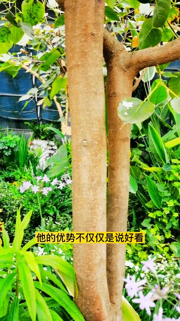 做成风景的鱼菜共生系统,你看好吗?鱼菜共生系统 无土栽培