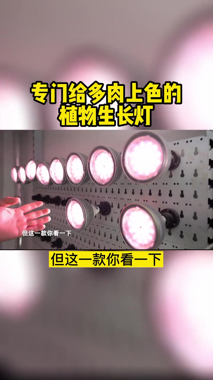 还有专门给多肉上色的植物生长灯 多肉植物 植物生长灯