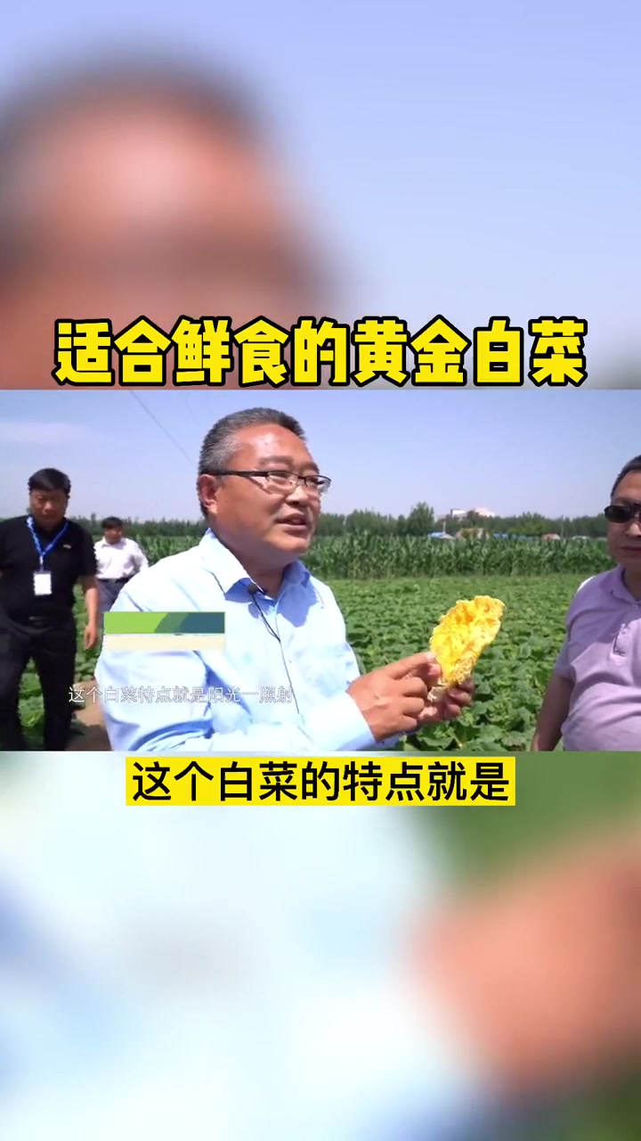白菜变金菜,生吃更好吃～白菜