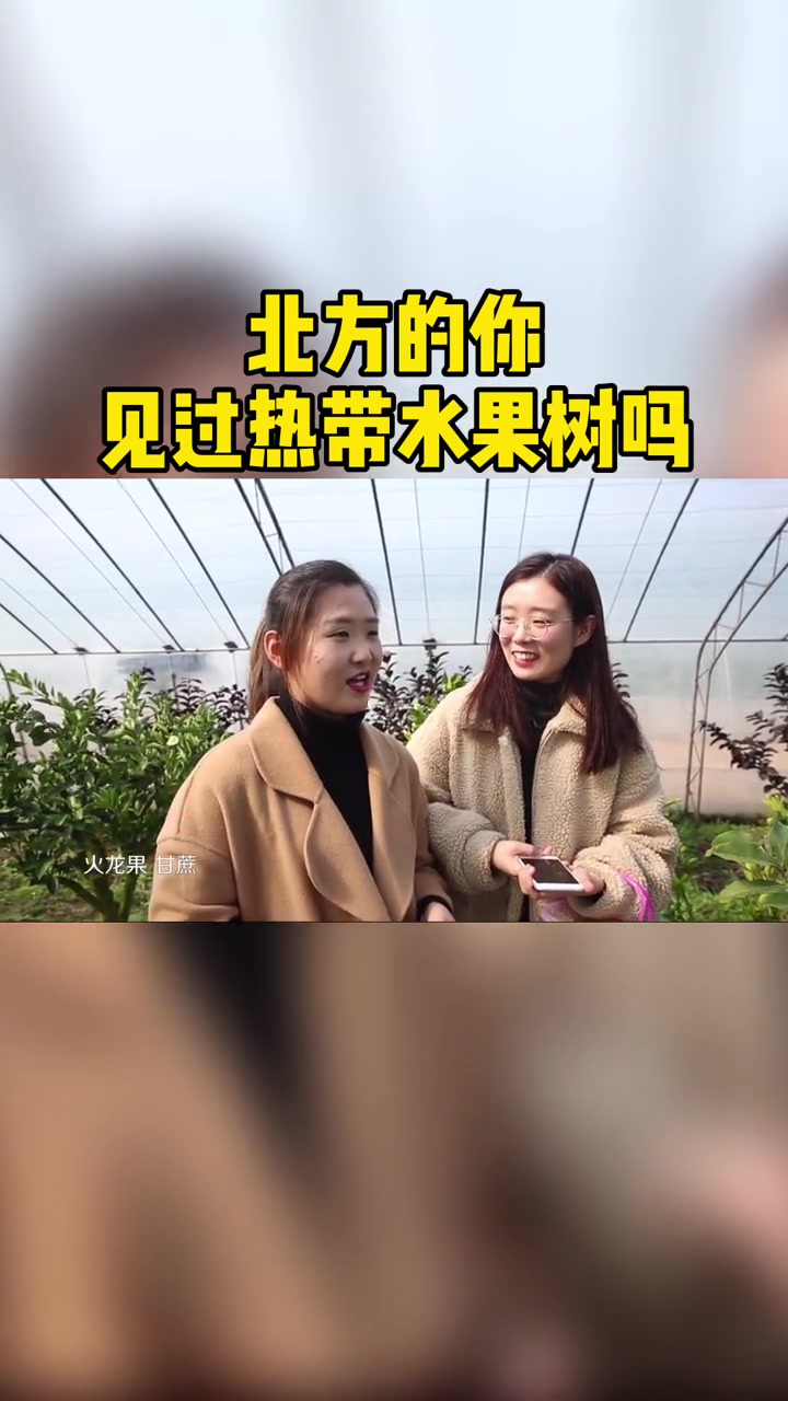 北方的你见过南方水果树嘛
