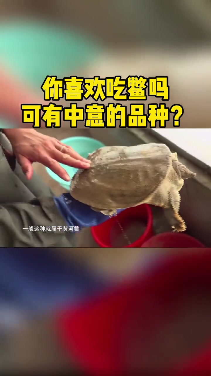 好这口不?甲鱼 鳖
