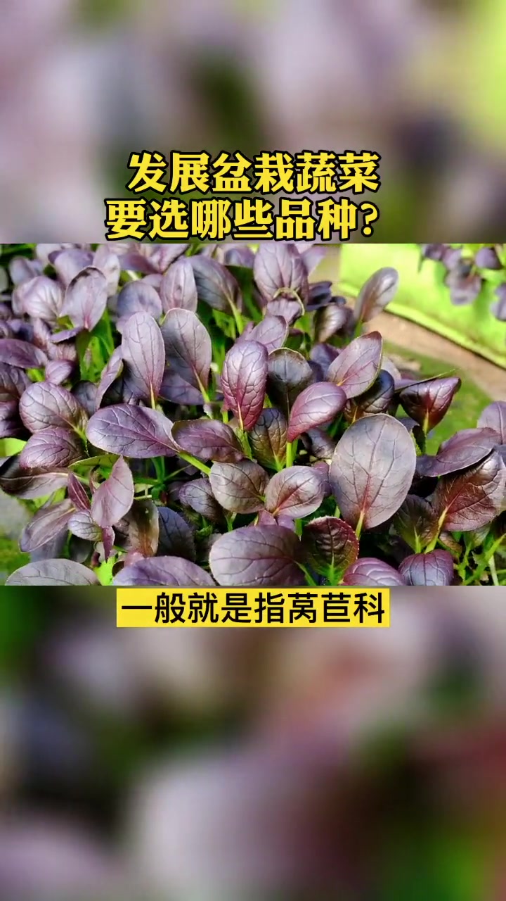 发展盆栽蔬菜,要选哪些品种?行业大咖给你经验 蔬菜 阳台种菜