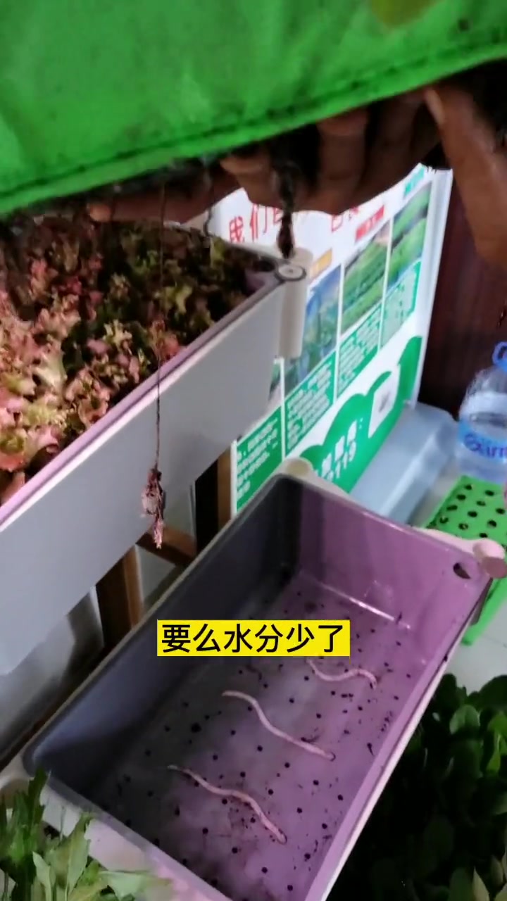 无纺布种出小白菜?阳台种菜 盆栽蔬菜