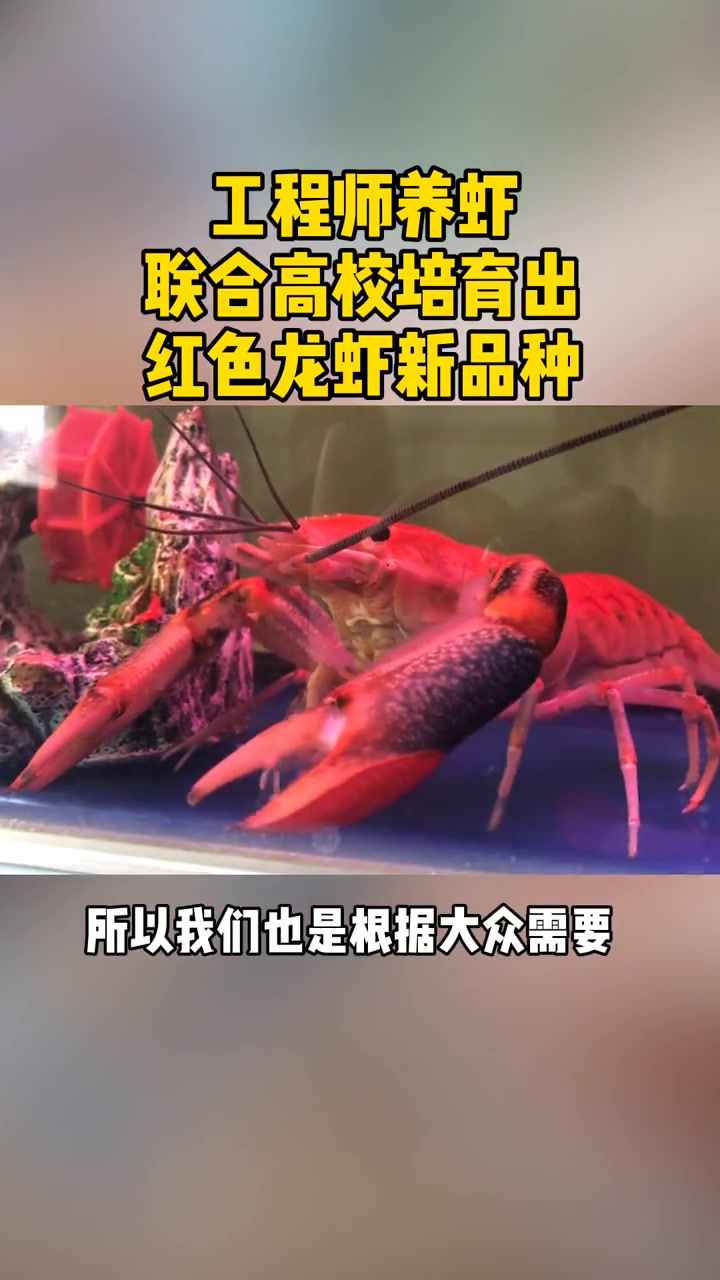 工程师养虾 联合高校培育出 红色龙虾新品种 观赏鱼 宠物 水产养殖