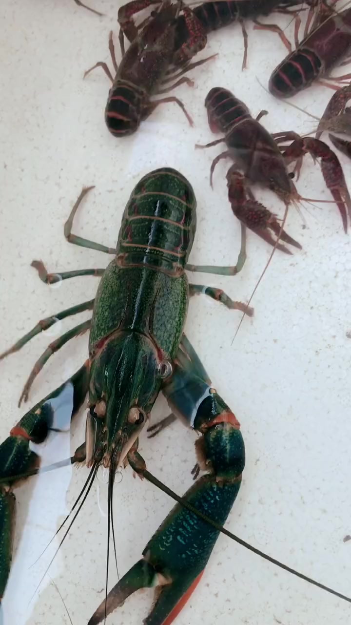 澳洲淡水龙虾 PK 小龙虾 谁能胜出?