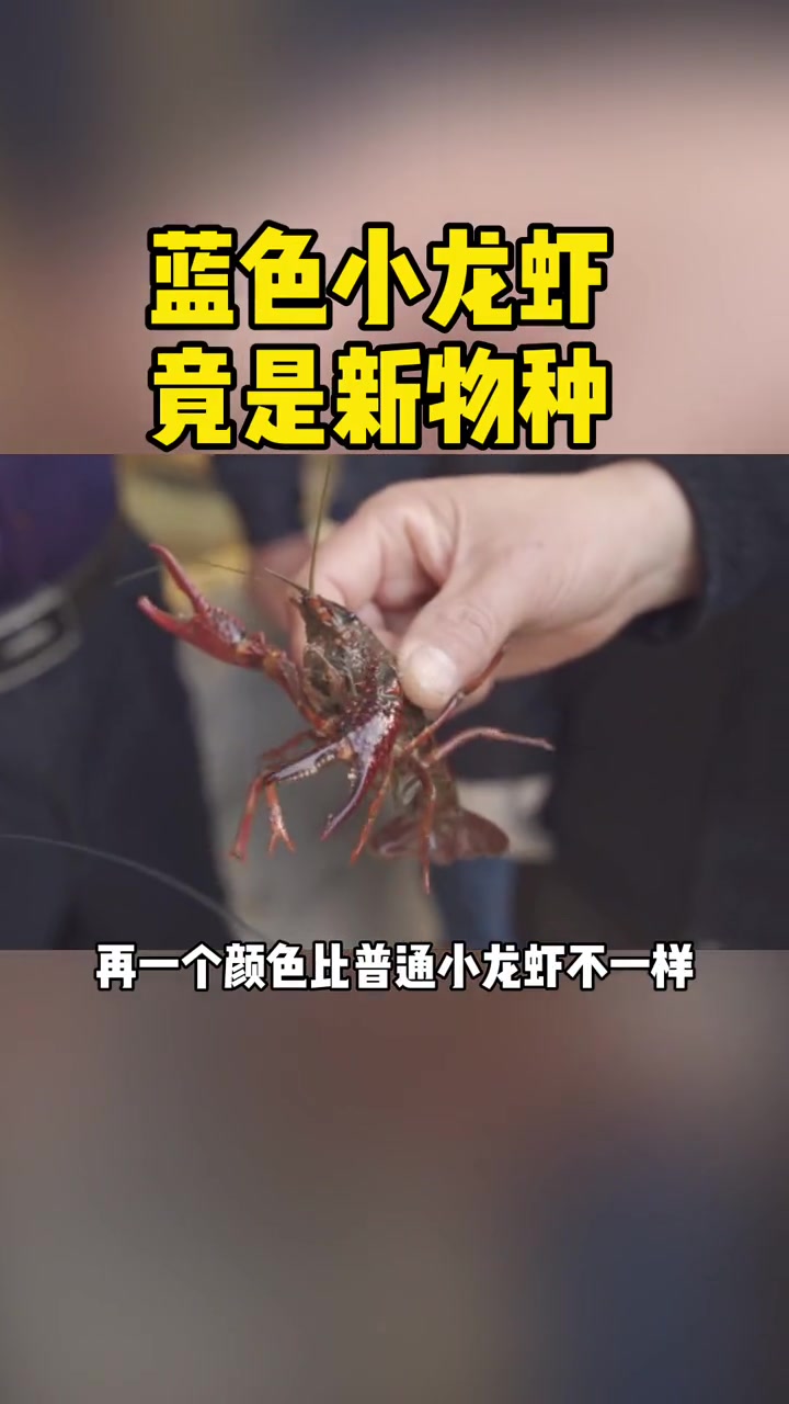 蓝色龙虾 竟是新物种 水产养殖 变异
