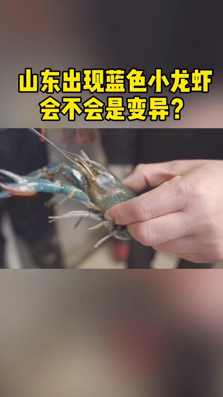 山东出现蓝色小龙虾 会不会是 变异龙虾?