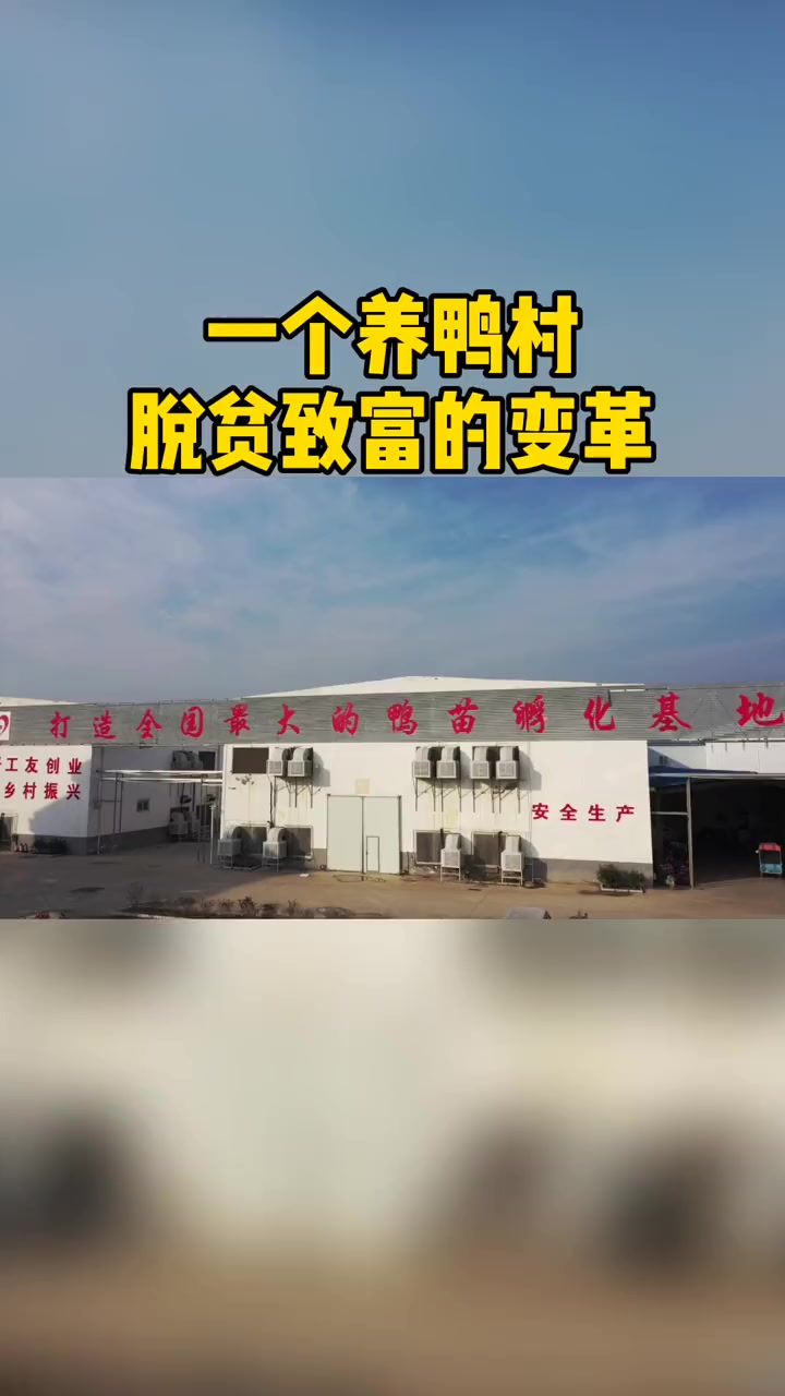 菏泽市南曹村以前零散养鸭,现在重新布局之后,鸭子养得更专业,村民们生活条件也更好了 养鸭
