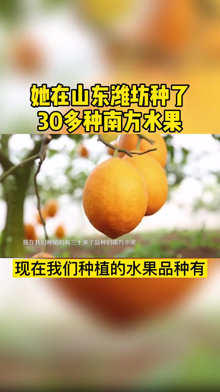 她在山东潍坊种了200多亩,30多种南方水果树