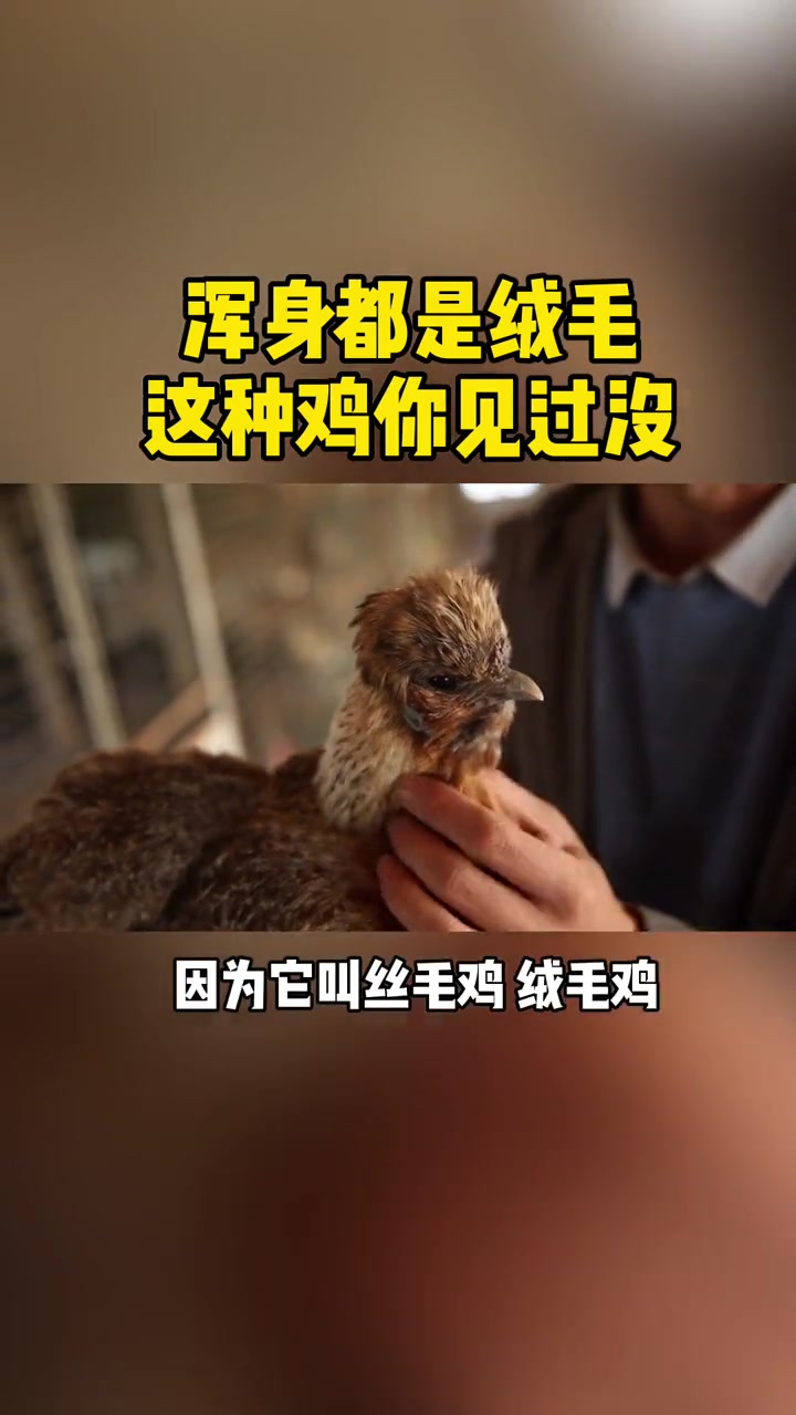 浑身都是绒毛!这种鸡你见过没 观赏鸡 宠物