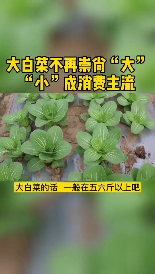 大白菜不再崇尚“大”,小个子成消费主流 大白菜 白菜
