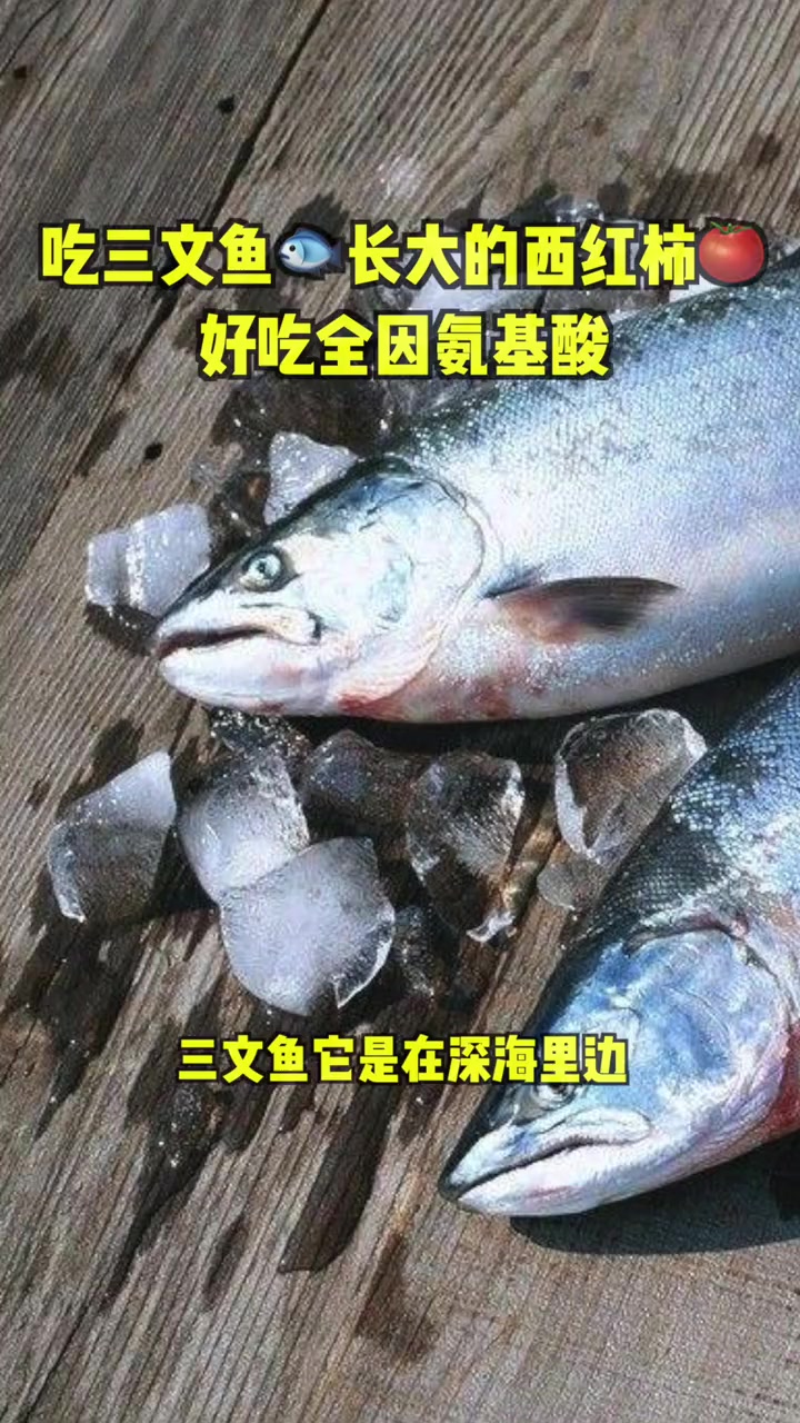 吃三文鱼长大的 西红柿,好吃都是因为氨基酸的缘故