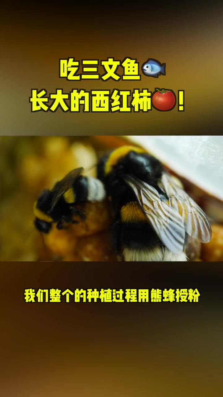 西红柿的日子过得不错,都吃上三文鱼了 西红柿 三文鱼