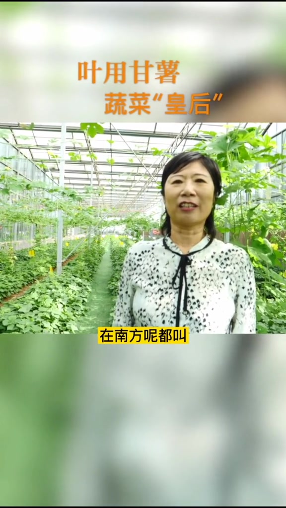 没想到甘薯叶竟然被称为“蔬菜皇后” 甘薯
