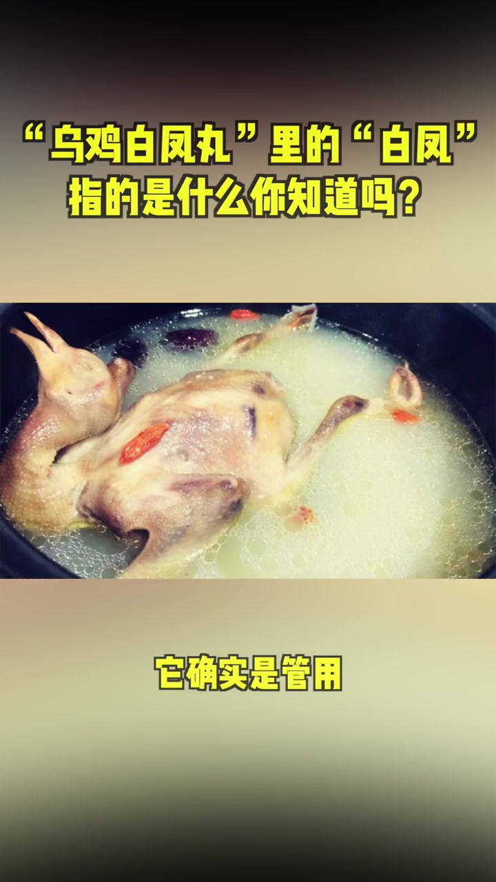 乌鸡白凤丸里面的那个白凤是啥你知道嘛
