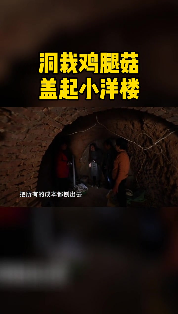 洞栽鸡腿菇,让他盖起小洋楼 鸡腿菇