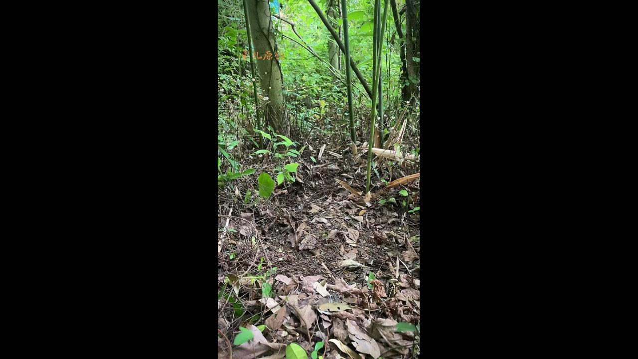 文明拍摄观赏竹鸡叫声拍摄老油鸡的正确用音
