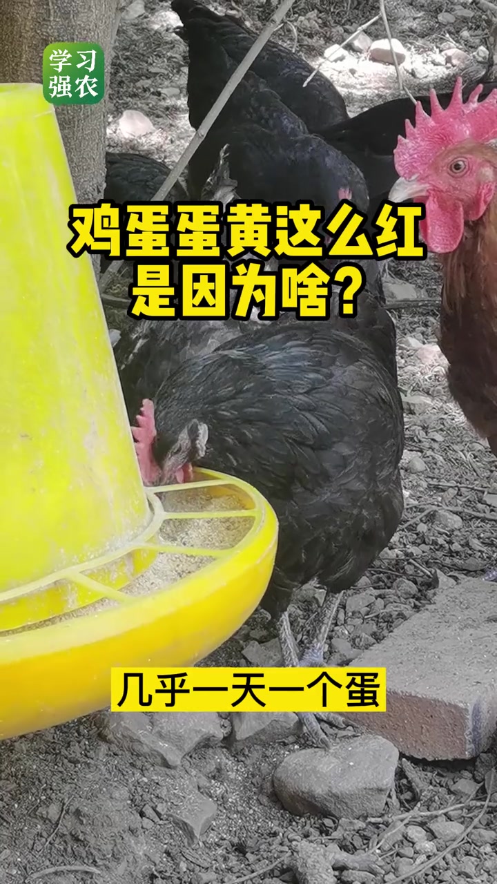 鸡蛋蛋黄这么红是因为啥?蛋黄 鸡蛋