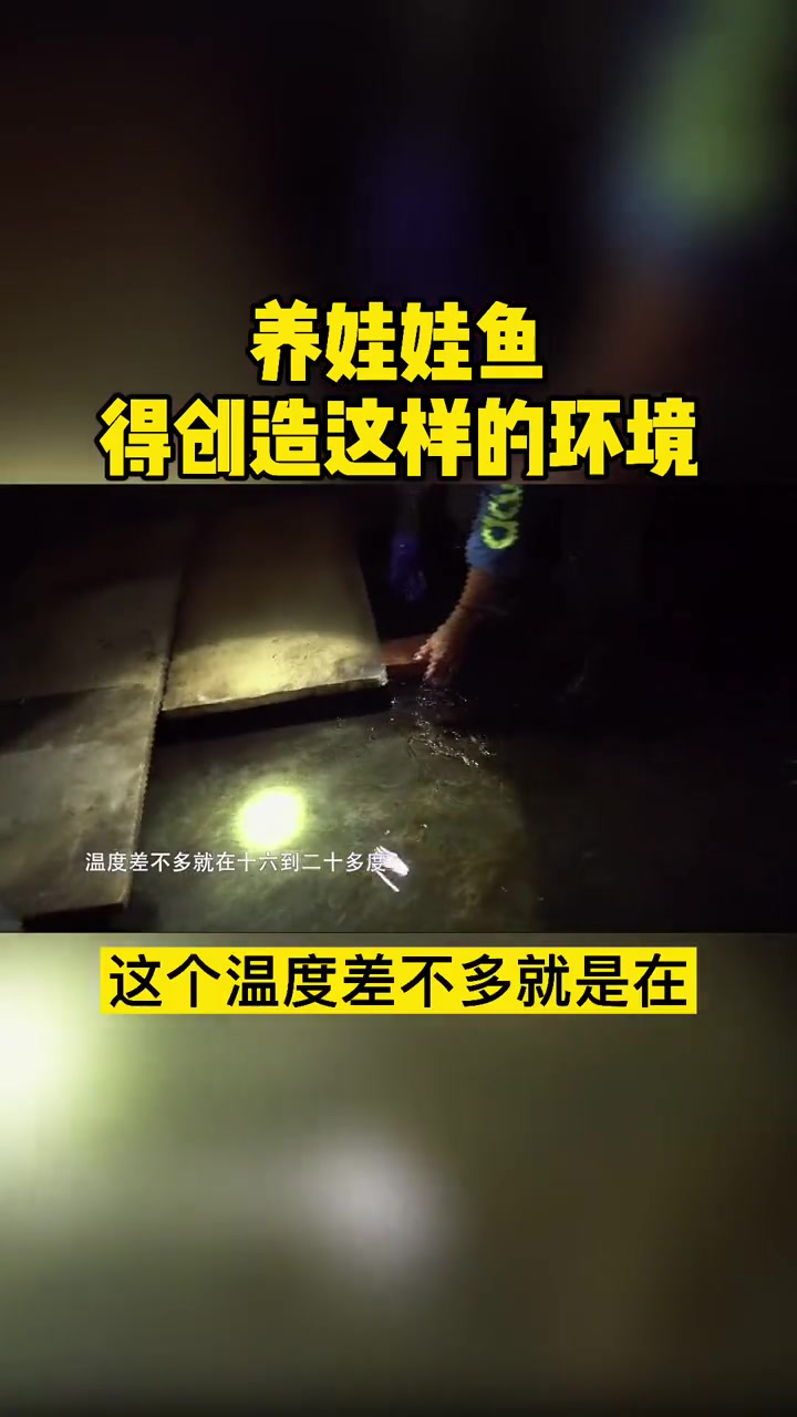 养娃娃鱼得创造什么样的环境?娃娃鱼