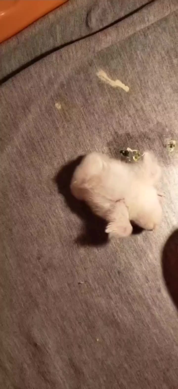 贴地超矮脚鸡白桂