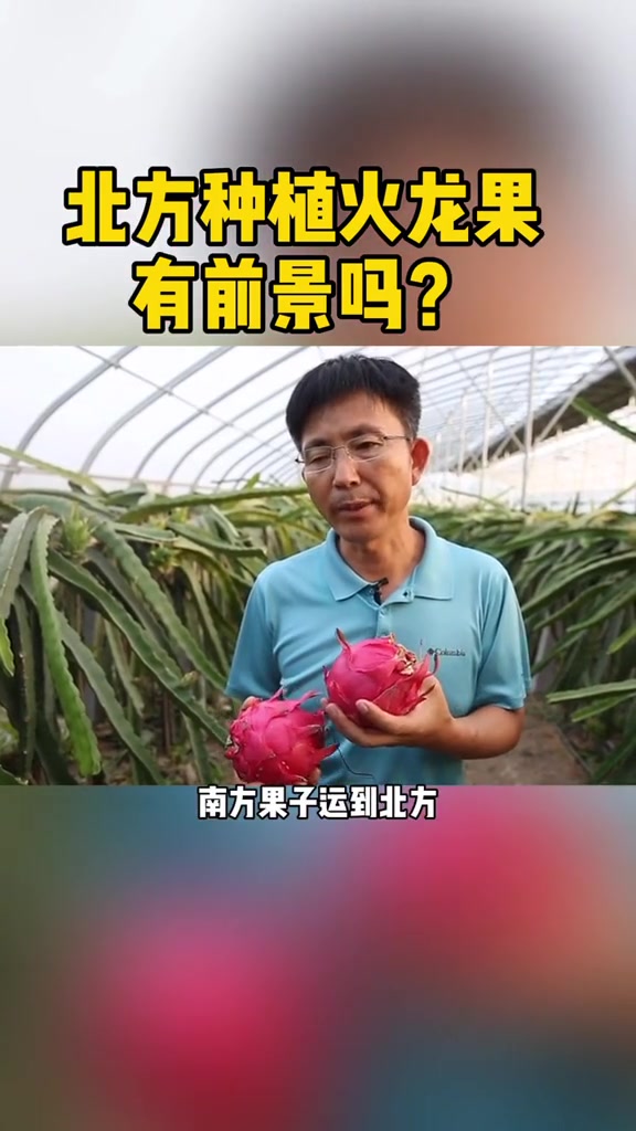 北方种植火龙果,还有没有前景?采摘