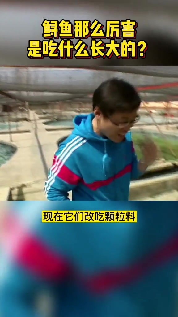 鲟鱼那么厉害,吃什么长大的 鲟鱼