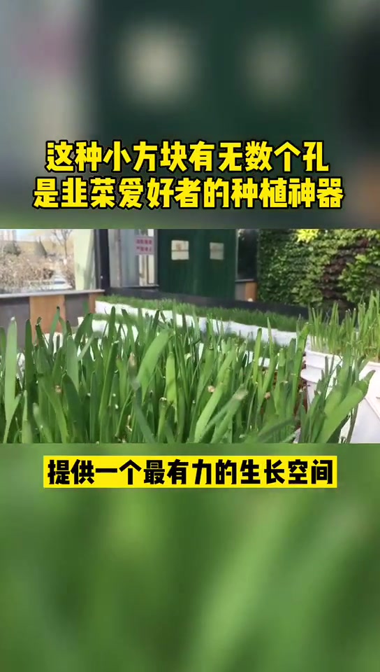 这种小方块有无数个孔,是韭菜爱好者的种植神器。韭菜