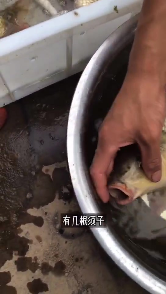 微山湖野生鲤鱼长啥样?钓鱼 微山湖