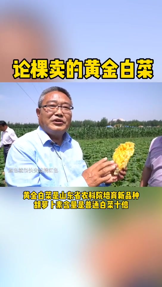 黄金白菜 颜色像黄金 一棵卖多少合适?白菜