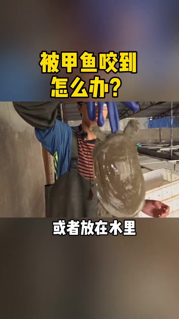 急!被甲鱼亲到怎么办?甲鱼 生活小妙招