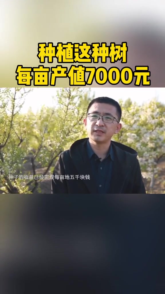 种植这种树 亩产7000元 乡村振兴 文冠果树