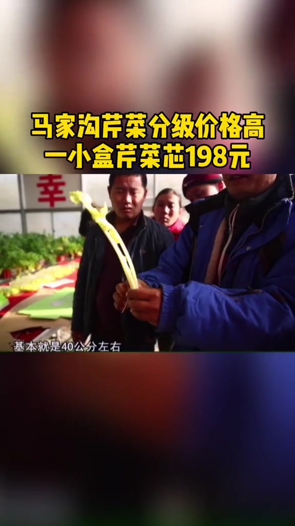 马家沟芹菜分级价格高,一小盒芹菜芯能卖198#马家沟芹菜
