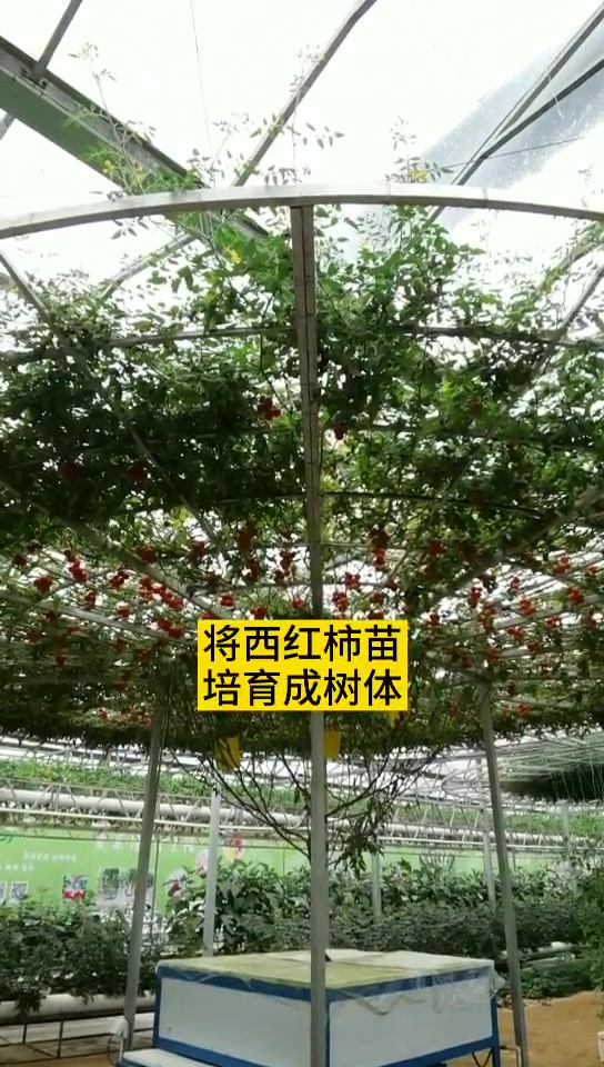 这棵西红柿树厉害了,枝叶面积有160平米,占地三室两厅 寿光菜博会