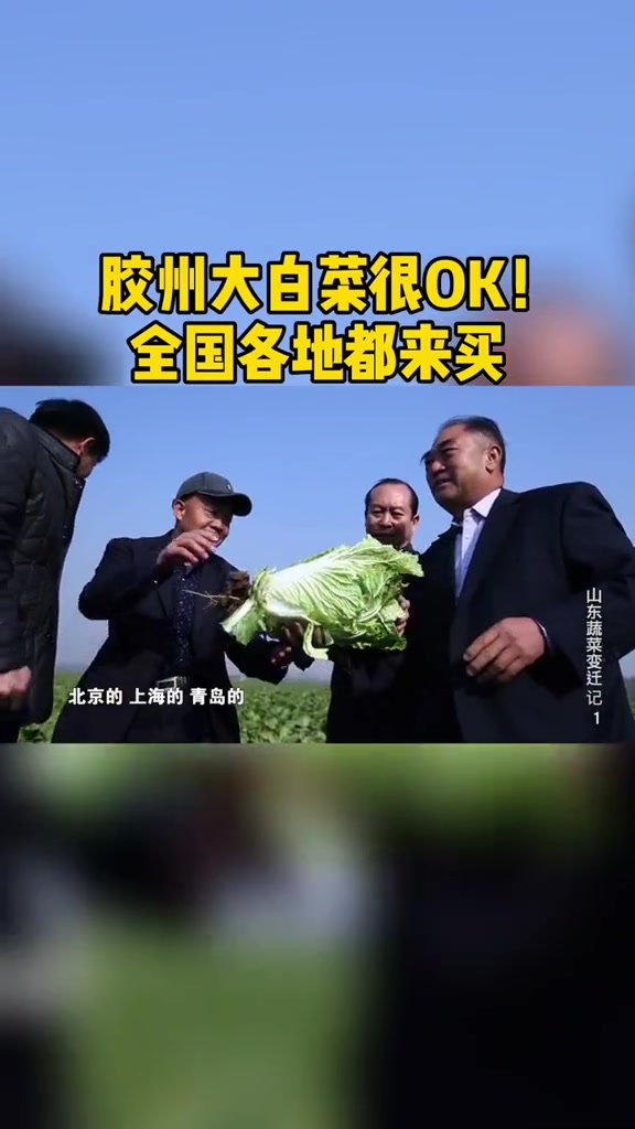 胶州大白菜很OK!全国各地都来买 胶州 胶州大白菜 白菜