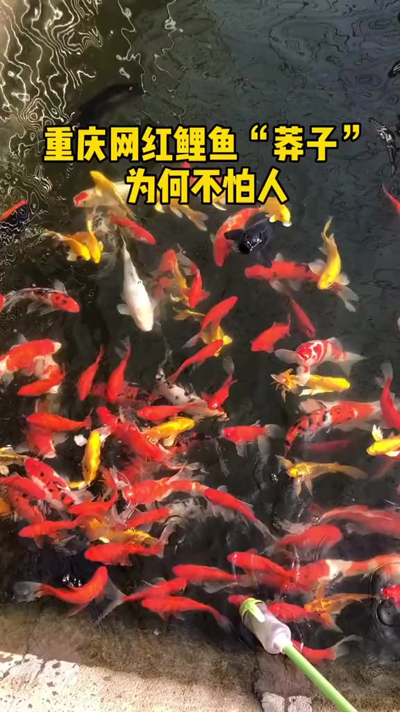 网红鲤鱼 “莽子”为啥不怕人?鱼的记忆真的只有7秒吗?条件反射