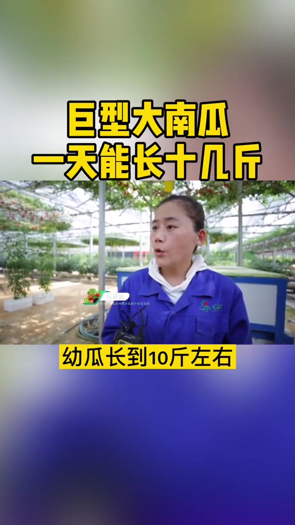 巨型大南瓜,一天能长十几斤 寿光菜博会